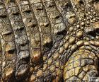 Крокодиловая кожа